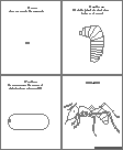 Search result: 'Insect Printouts'