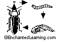 mealworm life cycle