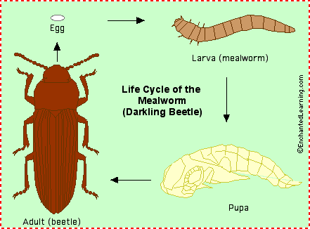 mealworm life cycle