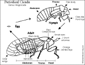 Search result: 'Cicada Printout'