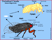 cicada anatomy