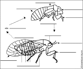 Search result: 'Cicada Label Me! Printout'