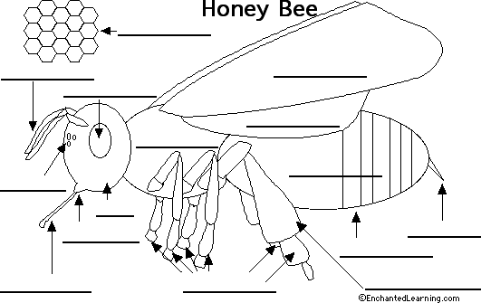 Search result: 'Label the Bee Printout'