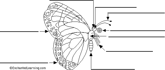 Search result: 'Label the Butterfly Printout'