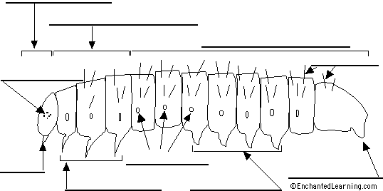 Search result: 'Label the Caterpillar Diagram Printout'