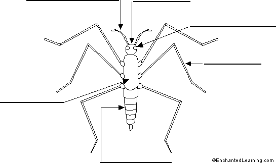 Label the Insect Printout - Enchanted Learning Software