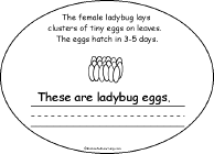 Search result: 'Life Cycle of a Ladybug Book, A Printable Book: Eggs'