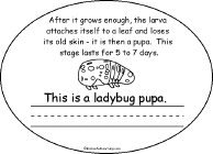 Search result: 'Life Cycle of a Ladybug Book, A Printable Book: larva'
