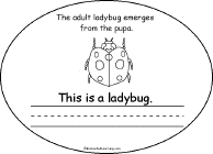 Search result: 'Life Cycle of a Ladybug Book, A Printable Book: Adult Ladybug'