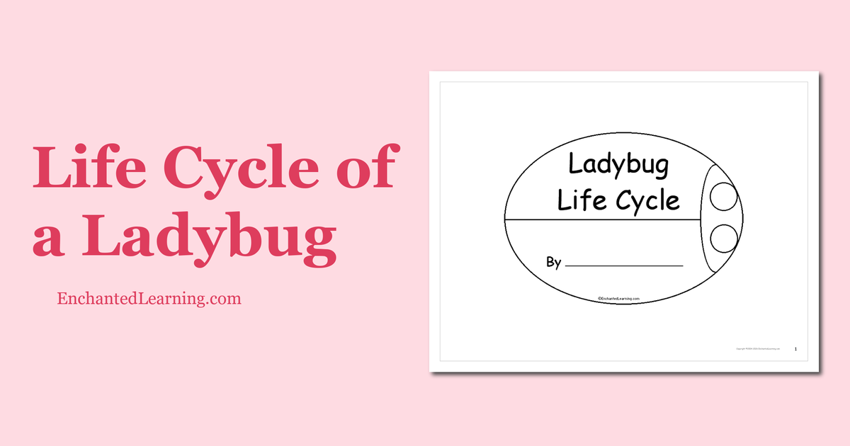 Life Cycle of a Ladybug - Enchanted Learning