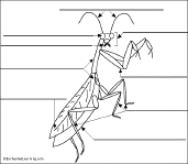 Search result: 'Label the Praying Mantis Diagram Printout'