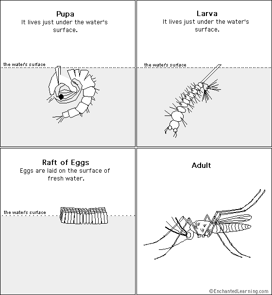 Mosquito sequencing cards