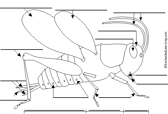 cricket to label