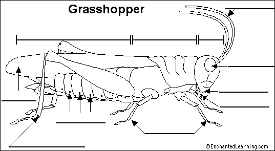 Search result: 'Label Grasshopper Anatomy Printout'