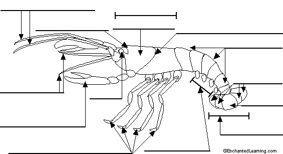Crayfish anatomy diagram to label