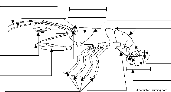 Search result: 'Label Crayfish External Diagram Printout'