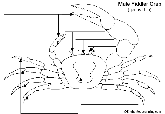 Search result: 'Label Fiddler Crab External Diagram Printout'