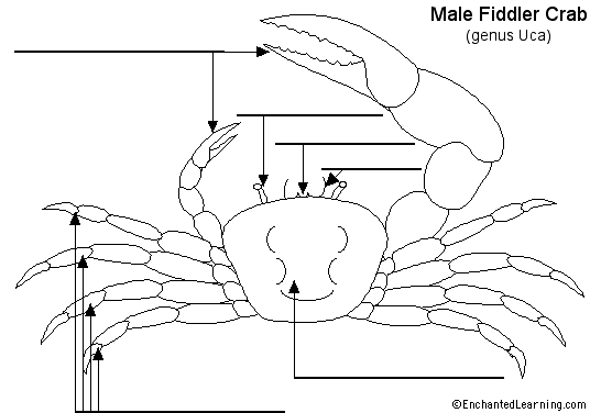 Hermit Crab anatomy diagram to label