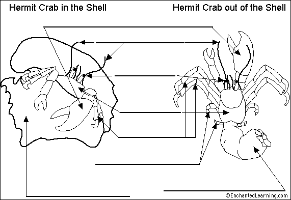 Hermit Crab anatomy diagram to label