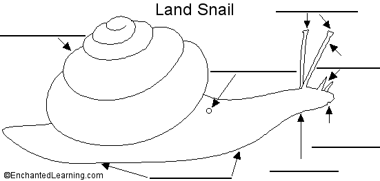 Search result: 'Label the Land Snail External Anatomy Printout'