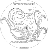 Search result: 'Octopus Shape Book: Octopus Anatomy'
