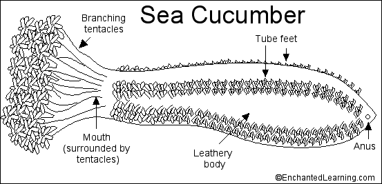 Search result: 'Sea Cucumber Printout'