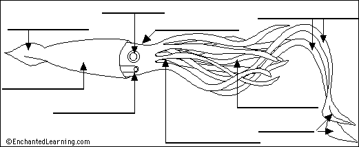 sections of a squid