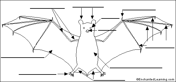 Bat external anatomy to label