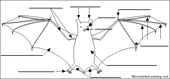 Search result: 'Label Bat External Anatomy Printout'