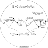 Search result: 'Bat Shape Book: Bat Anatomy'