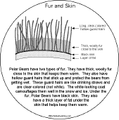 Search result: 'Polar Bear Book to Print: Fur and Skin'