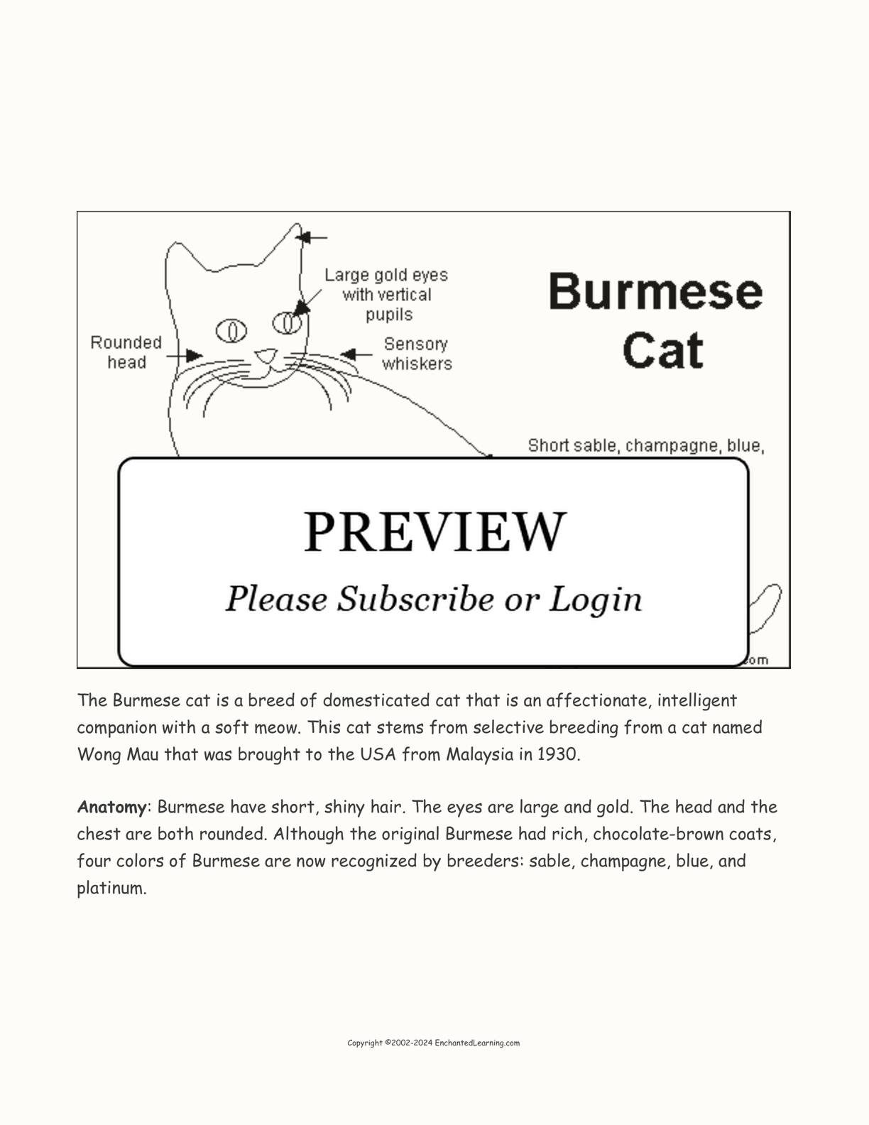 Burmese Cat Printout interactive printout page 1