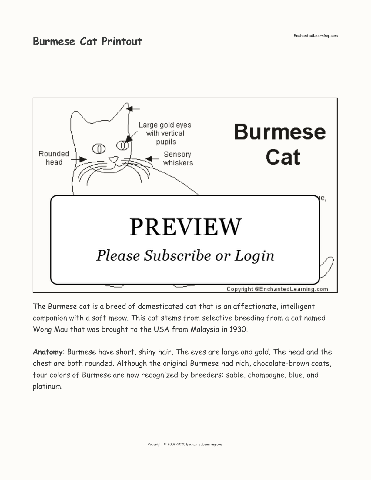 Burmese Cat Printout interactive printout page 1