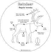 Search result: 'Reindeer Shape Book: Reindeer Anatomy'