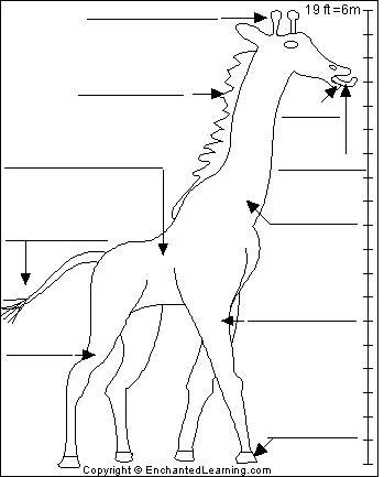 Search result: 'Label Giraffe Adaptations Printout'