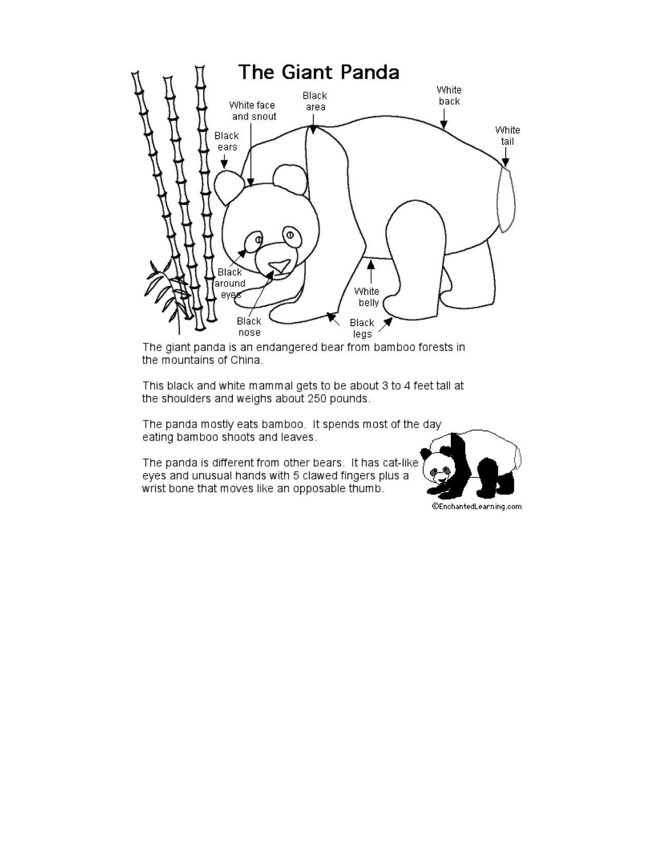 Реферат: Giant Panda Essay Research Paper What animal