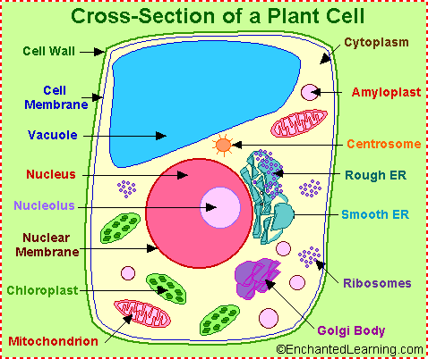 what does chromatin look like in a plant cell