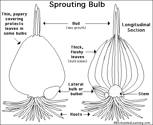 bulb anatomy