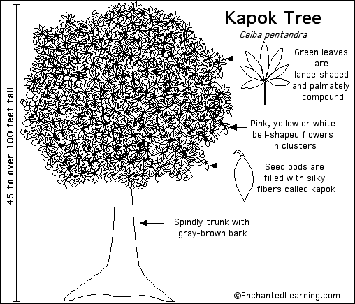 Search result: 'Kapok Tree Printout'