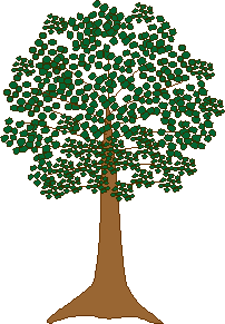 Kapok Tree