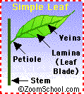 Search result: 'Leaves and Leaf Anatomy'