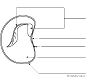 Search result: 'Label the Dicot Seed Worksheet'