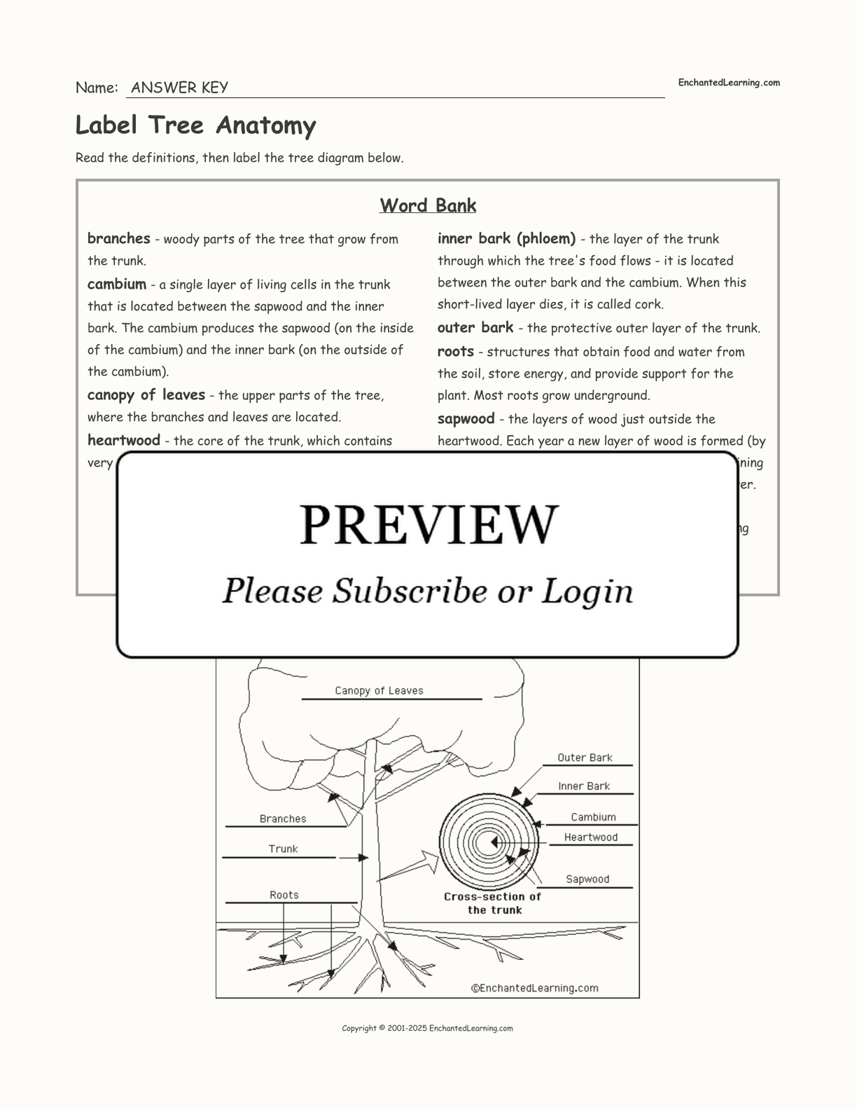 Label Tree Anatomy interactive worksheet page 2