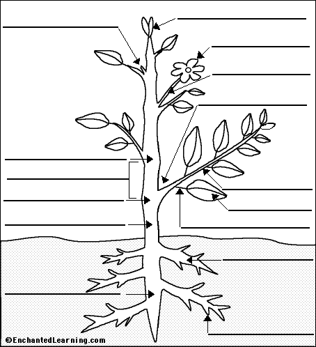 plant anatomy to label