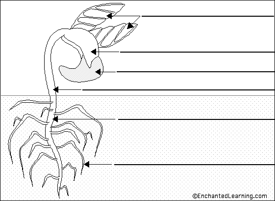 Bean Seed Growth Chart