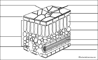 Search result: 'Leaf Cross Section Printout'