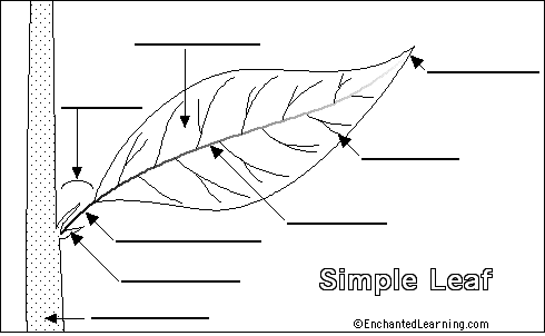 Search result: 'Label Simple Leaf External Anatomy - Printout'