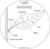 Search result: 'Leaf Shape Book: Leaf Anatomy'