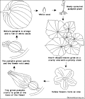 pumpkin life cycle