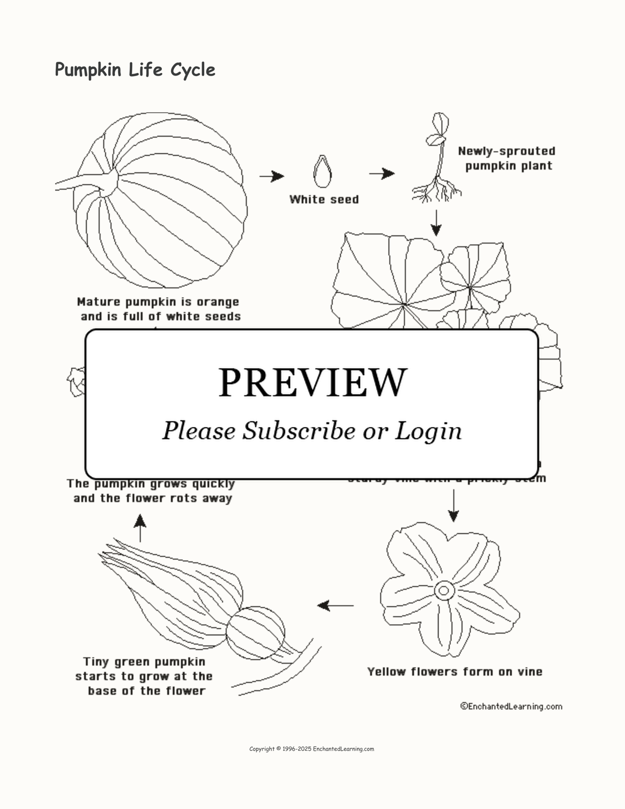 Pumpkin Life Cycle interactive printout page 1